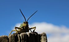How to Get Rid of Crickets in a Basement