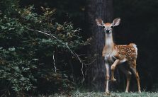What to Feed Deer in a Backyard?