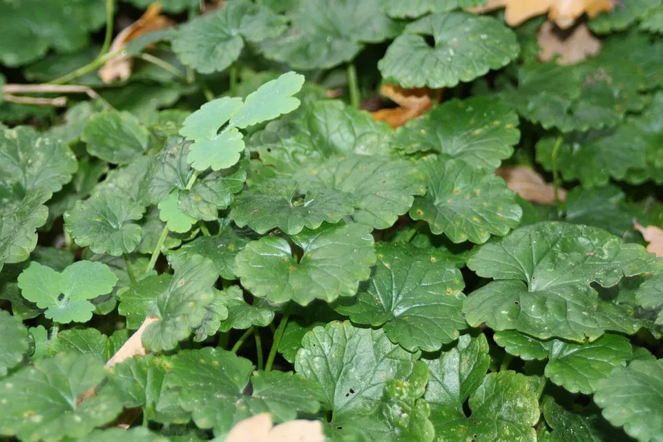 best ground cover plants to prevent weeds