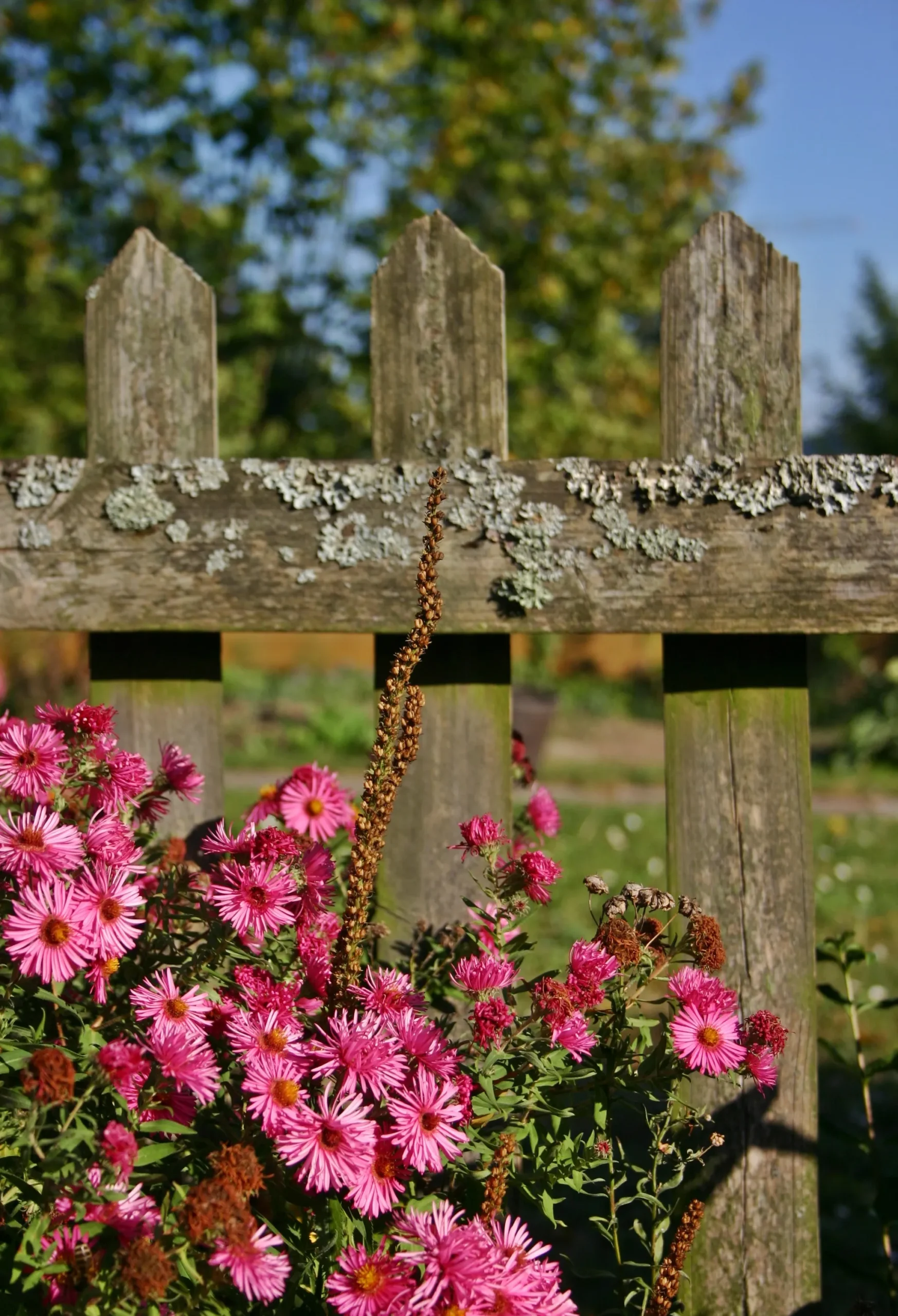 best plants to cover a fence