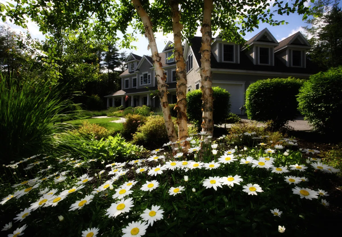 best trees for front yards