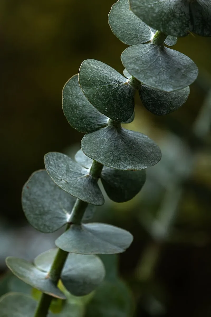 dried eucalyptus