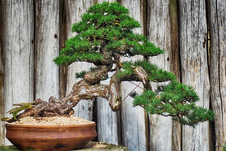 how to care for bonsai trees