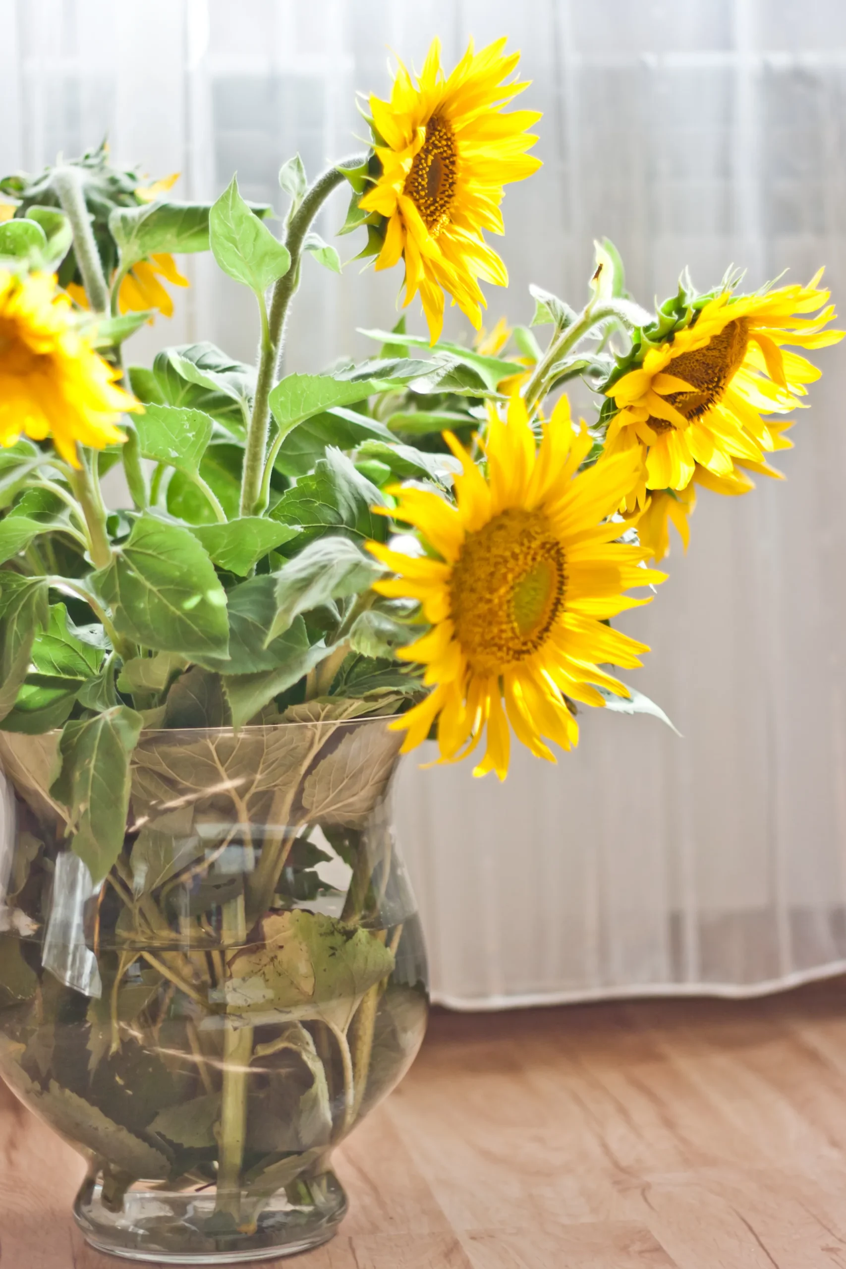 how to care for sunflowers in a vase